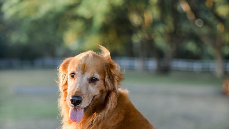 Siri the Golden Retriever, trained from puppyhood by Coach Francis