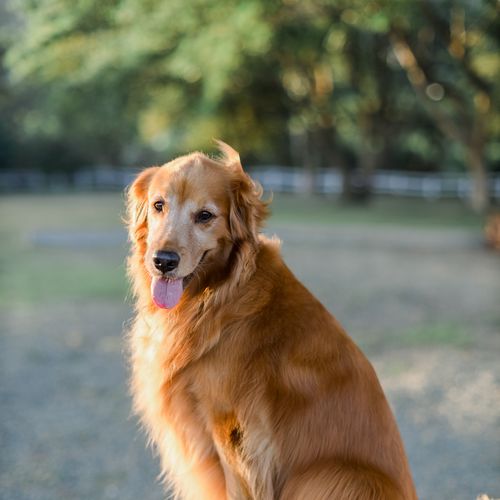Siri the Golden Retriever