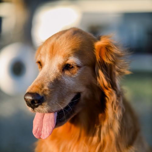 Siri close-up